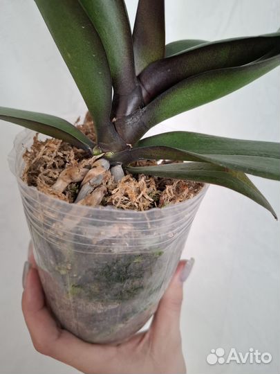 Орхидея фаленопсис биг лип