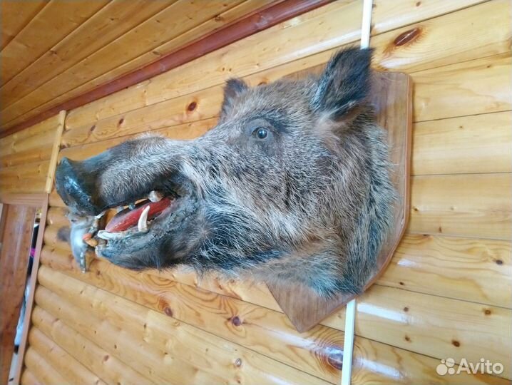 Чучело кабана