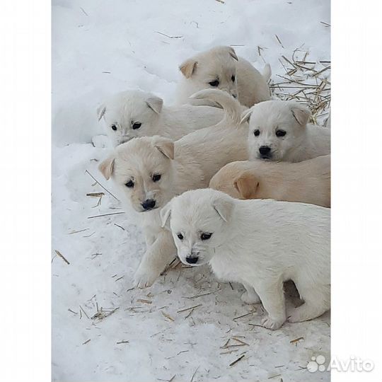 Щенок мальчик девочка 1 месяц