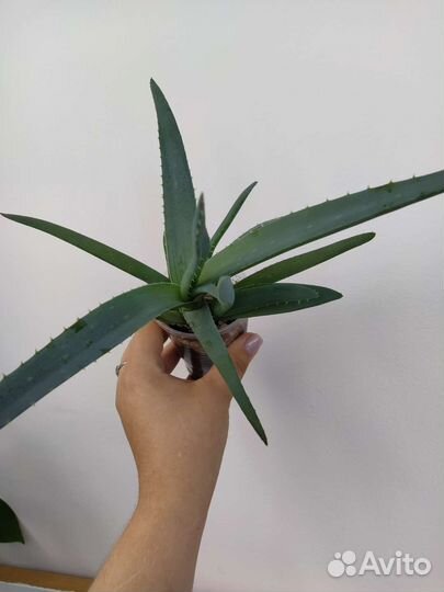 Алоэ столетник