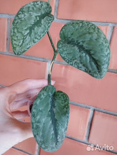 Эпипрениум Сильвер сплеш