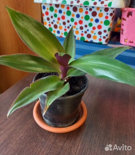 Комнатные цветы Рео