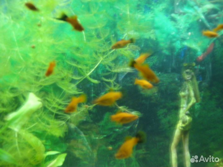 Меченосцы берлинские и красные молодь