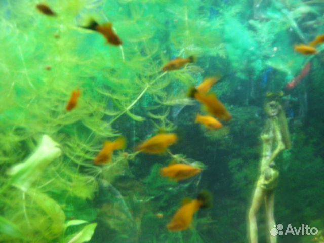 Меченосцы берлинские и красные молодь