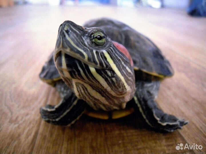 Красноухая черепаха Глафира с большим аквариумом