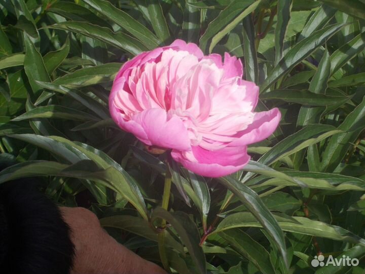 Цветы для дачи