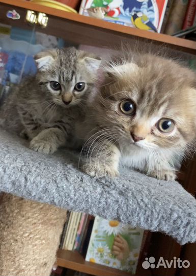 Вислоухие котята