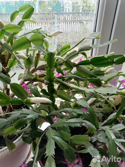 Комнатный цветок