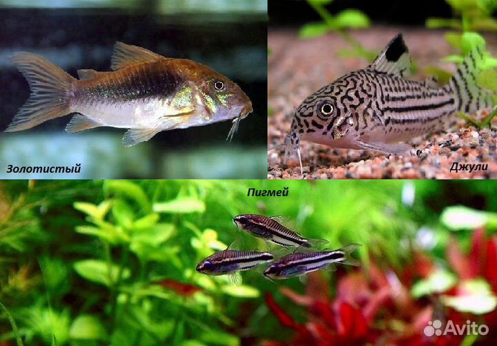 Сомики Коридорасы 12 видов