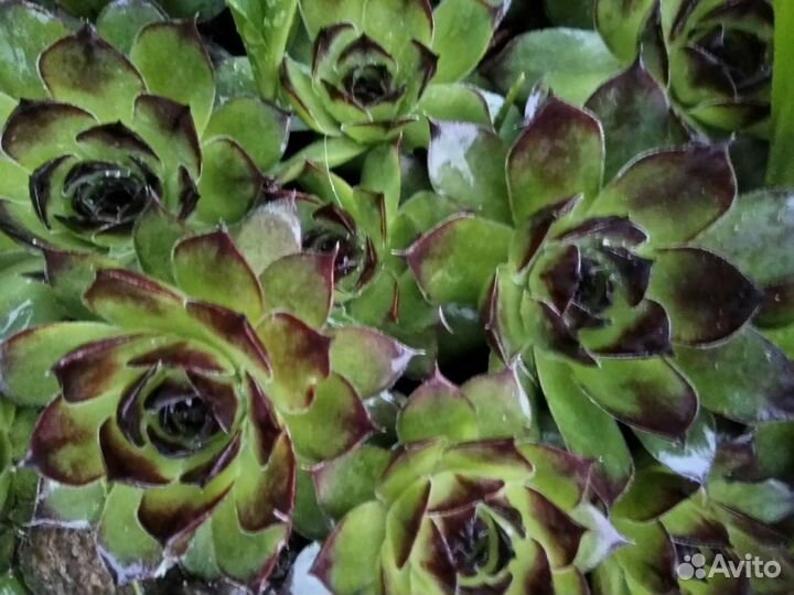 Саженцы и рассада цветов