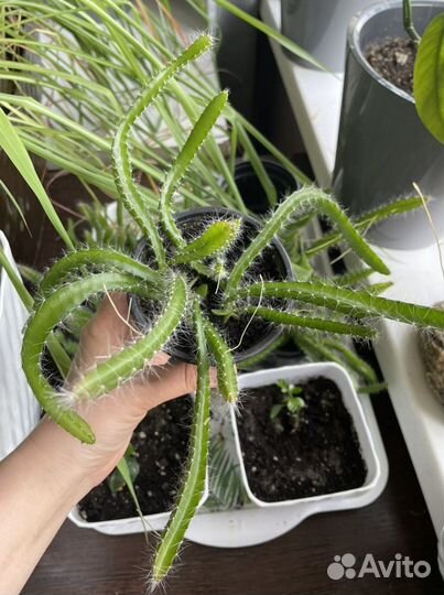 Питахайя, питайя, драконий фрукт