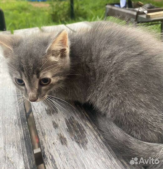 Ккотенок 3 месяца мальчик и девочка