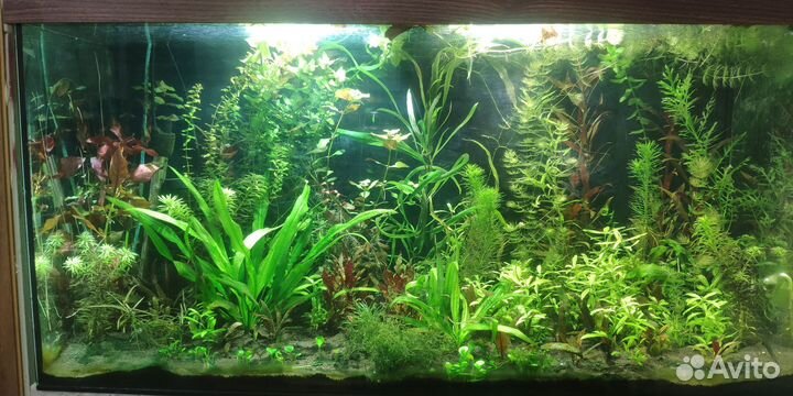 Аквариумные растения прополка