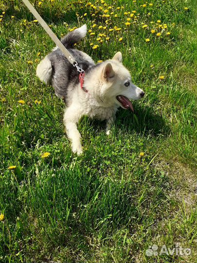 Щенки хаски