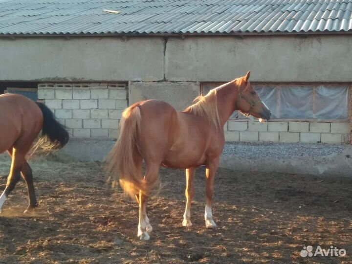 Арабская кобыла