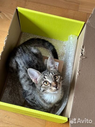 Ласковая кошка ищет свою семью