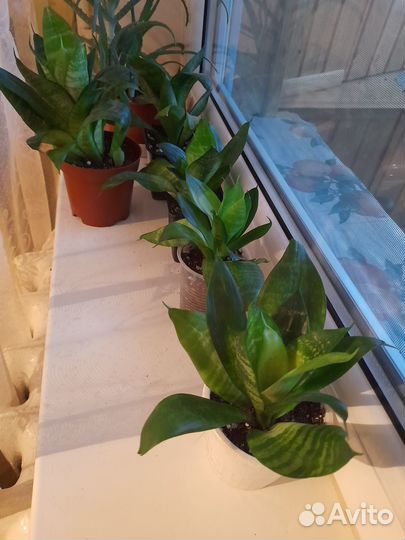 Сансевиерия ханни