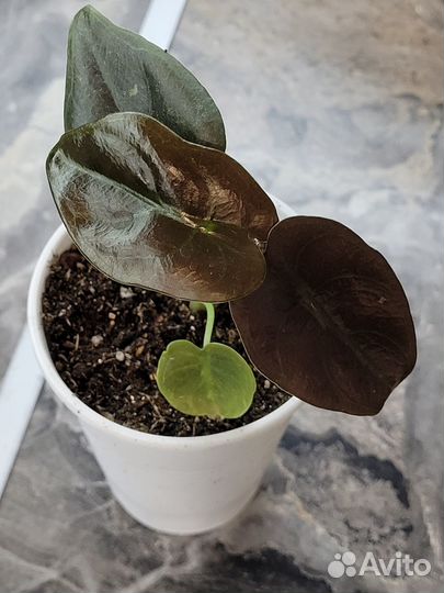 Алоказия медная Red Secret