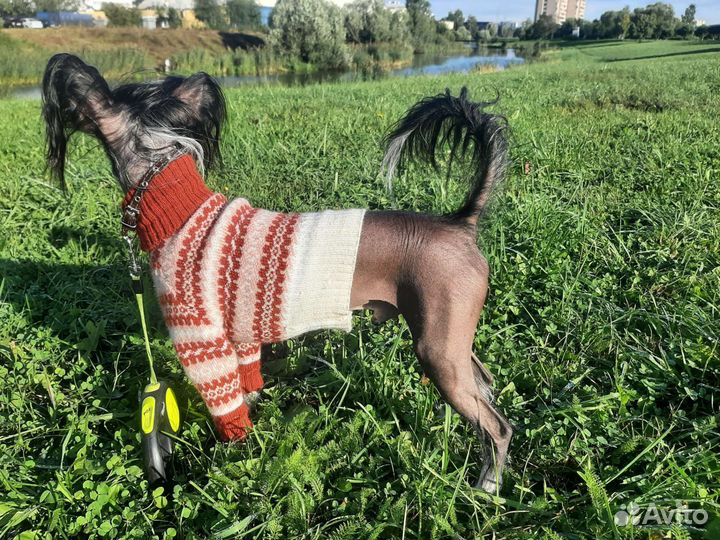 Свитер для собаки