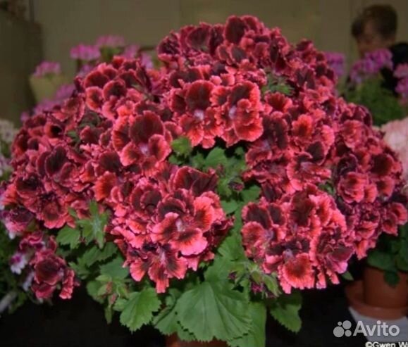 Пеларгония королевская розебудная