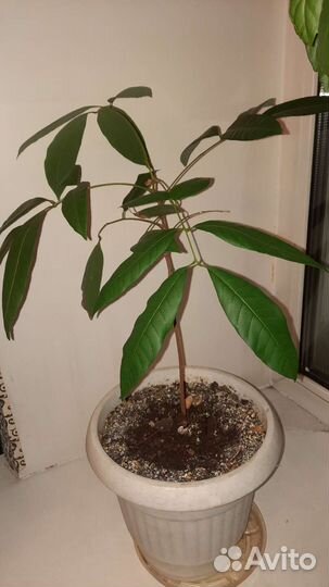 Комнатные цветы в кашпо