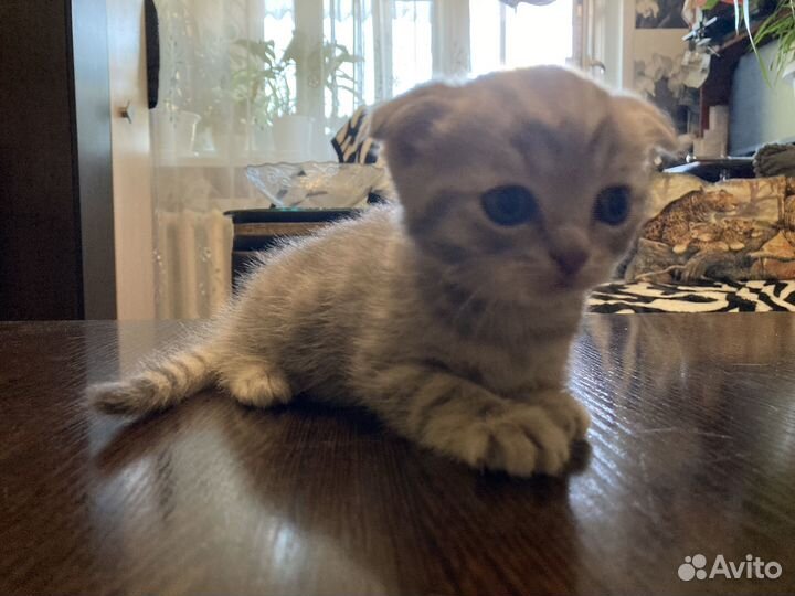 Шотландская вислоухая девочка 1 месяц