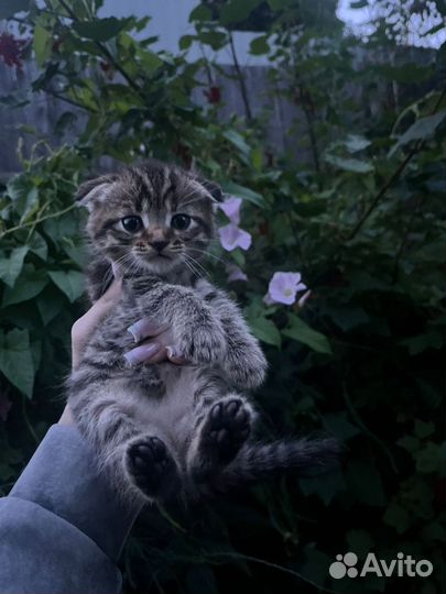 Котята в добрые руки,2 мальчика и 1 девочка