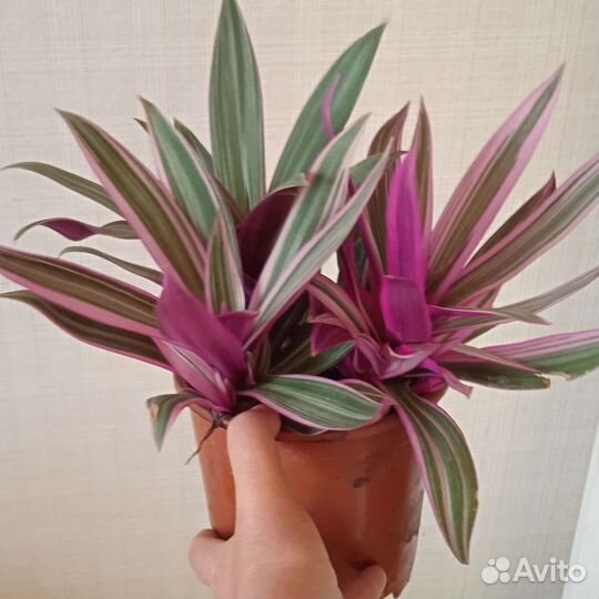 Рэо розовый