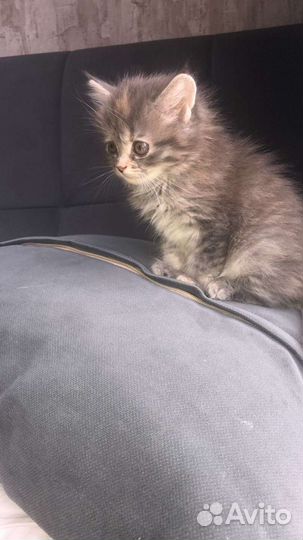 Кошки породистые бесплатно