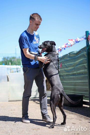 Молодой активный пес Витас ищет дом