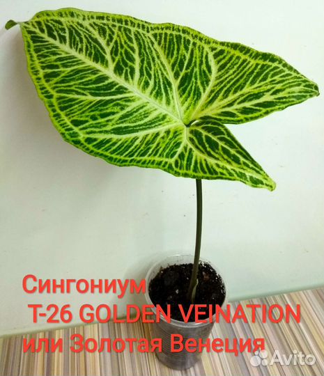 Сингониумы сортовые