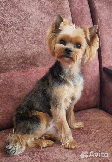 Стрижка собак и кошек с выездом на дом