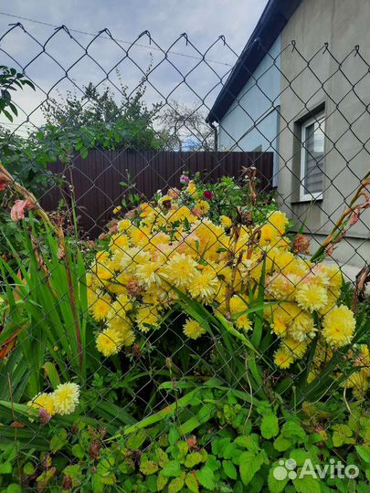 Хризантемы разные