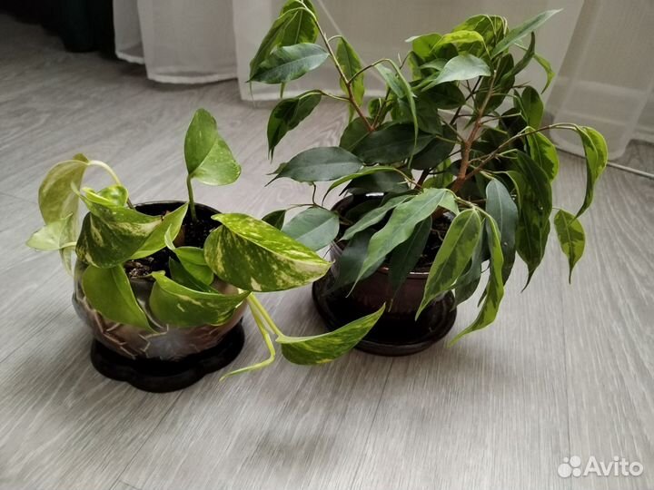 Фикус и сциндапсус в керамических горшках