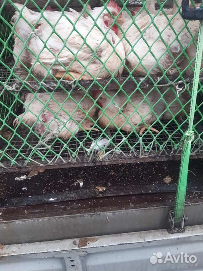 Цыплята бройлеры кобб 500