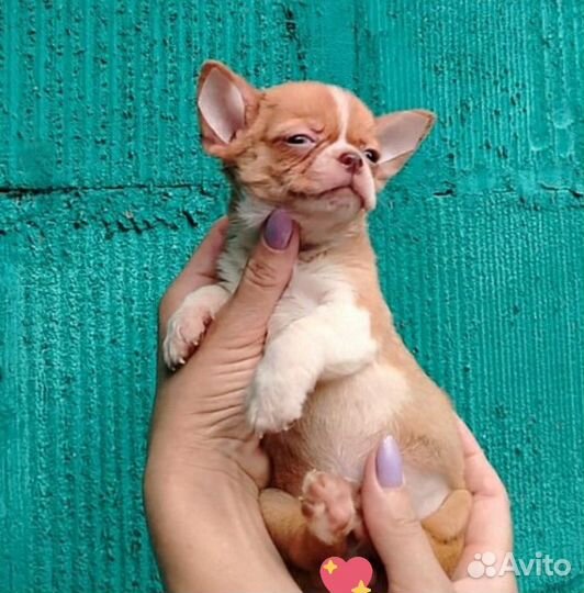 Девочки чихуахуа