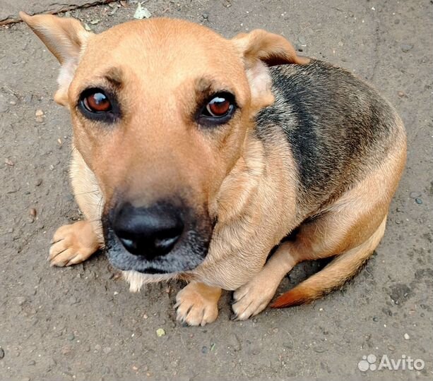 Собачка в семью