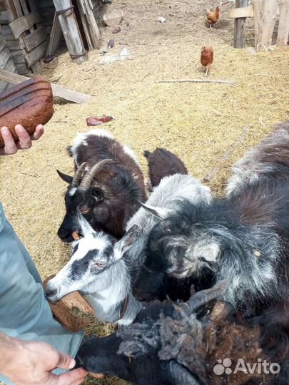 Продам козу, козла, козлят