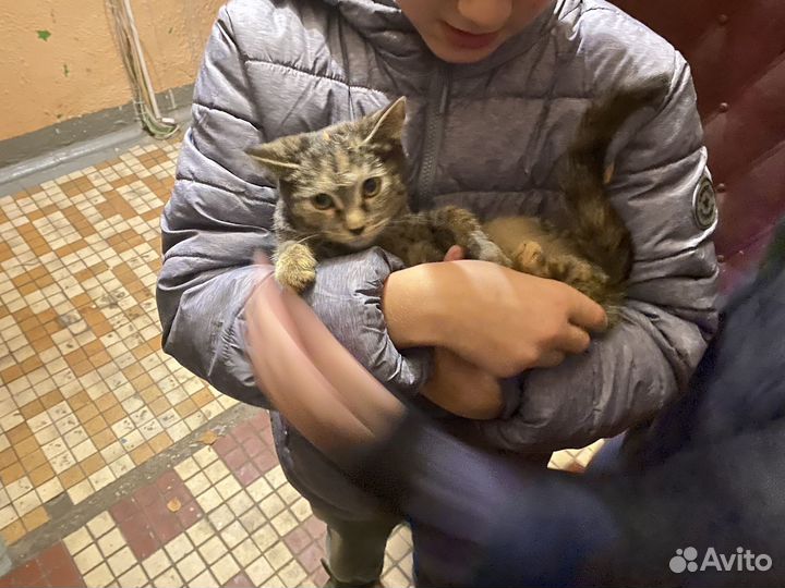 Котик в добрые руки