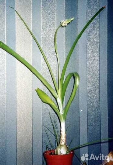 Индийский лук (птицемлечник)