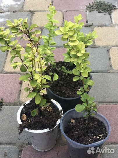 Пеларгонии, гибискус