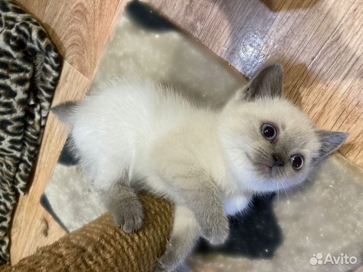 Шотландские котята