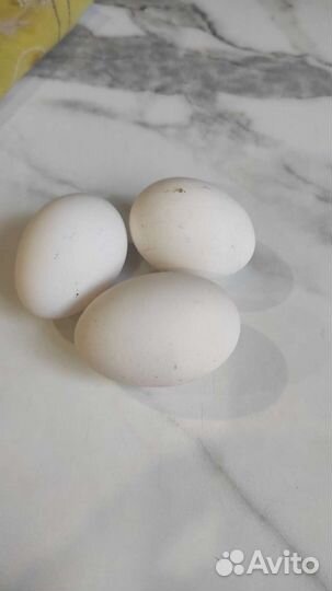 Китайская королевская курочка, соберу И/Я