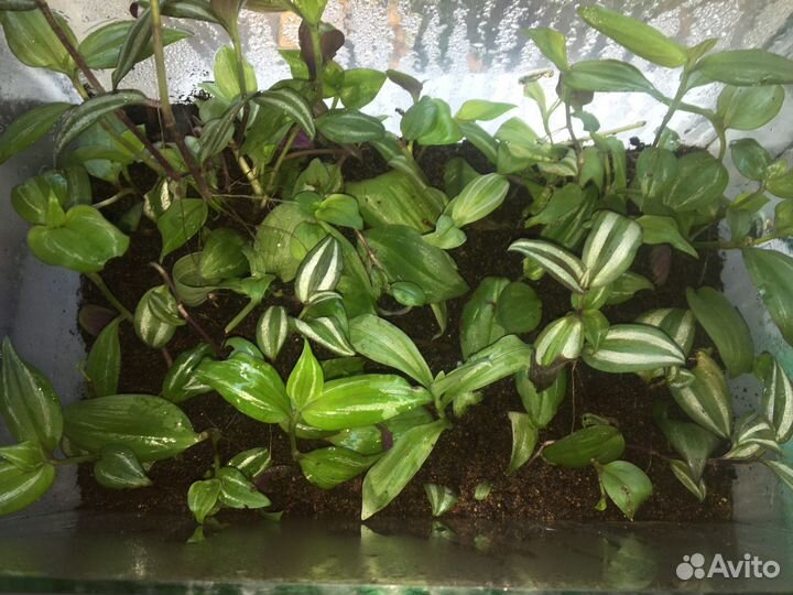 Укорённые ростки Традесканции