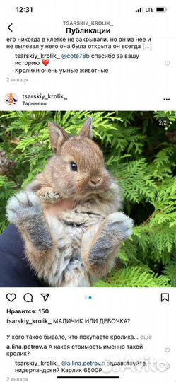 Мини кролики(Царские)