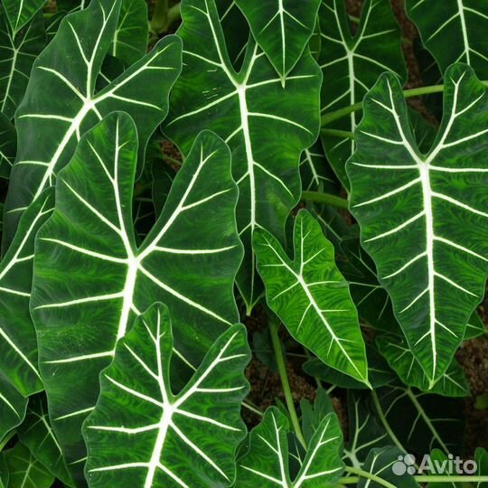 Алоказии(луковички)