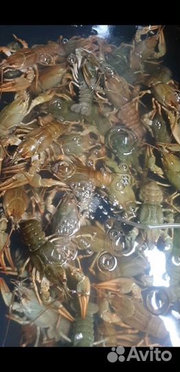 Живые раки. Круглосуточно