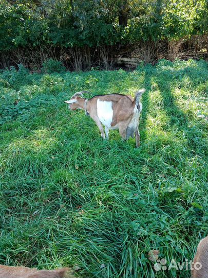 Козочка, дойные козы