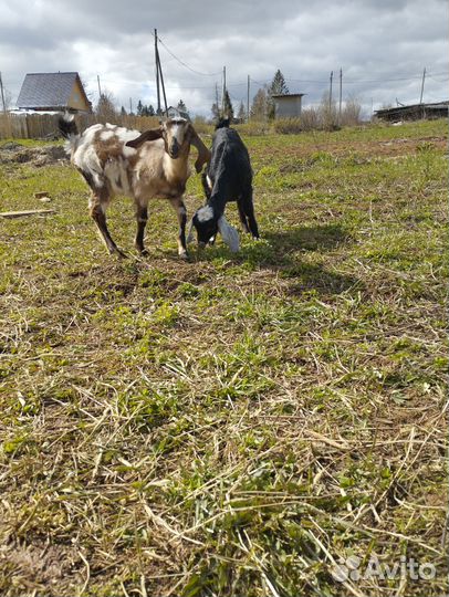 Англо нубийские козочки (даром)