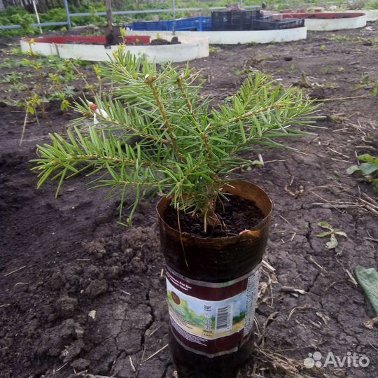 Пихта кавказская